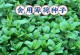 如何种植薄荷种子（播种时间、播种方法、管理技巧）