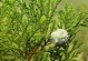 侧柏开花结果的时间及特点——绿色生态