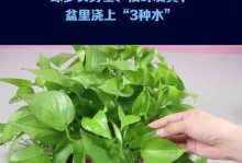 绿萝水发黄的原因及处理方法