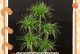 龙血树抽的芽不怎么绿了（研究发现龙血树新生芽缺乏绿色素）