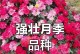 如何快速养殖藤本月季（关键是施肥和剪枝）