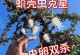 探究以树上长壳的虫子的治疗方法（了解虫子特性和有效治疗手段）