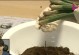 以树根怎么处理栽花——培育鲜花的关键（花草栽培技巧与经验分享，让你的花园充满生机）