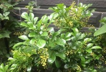 米兰的养护之道（关注关键细节，打造完美米兰）