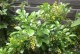 米兰的养护之道（关注关键细节，打造完美米兰）