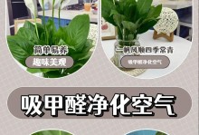 水培白鹤芋的施肥技巧（掌握正确施肥方法，让白鹤芋健康茁壮生长）