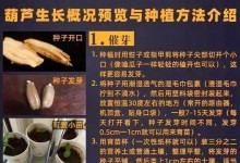 葫芦采摘的最佳时间（掌握采摘技巧，享受丰收乐趣）