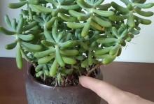 佛珠的正确浇水方法（掌握佛珠浇水的关键，延长佛珠寿命）