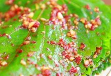 苏子叶的营养与作用（苏子叶可以生吃吗？一探真相）