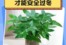 发财树冬天死了怎么办？（教你拯救濒危的发财树，让它继续茁壮成长！）