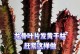 龙骨叶子的毒性及预防措施（探究龙骨叶子的毒性成因与毒性表现）