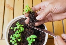 如何种植草莓（种植草莓所需的土壤条件和步骤解析）
