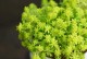 多肉植物佛球养护全攻略（打造健康多肉花园，你需要知道的关键信息）