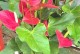 红掌花不平整问题解析（了解红掌花不平整原因及解决方法）