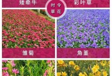 以一串红怎么扦插，亲手打造花园奇迹（教你掌握扦插技巧，实现植物繁衍的奇迹）