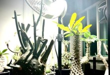 植物徒长后的恢复方法（让植物重新蓬勃生长的有效技巧）