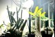 植物徒长后的恢复方法（让植物重新蓬勃生长的有效技巧）