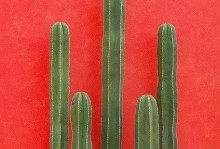巨型仙人柱的繁殖之谜（揭秘巨型仙人柱繁殖的奥秘及其关键因素）