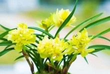 牡丹花的盆栽移植技巧（如何正确地将牡丹花移植到新盆中）