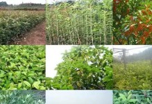 能否将桂花树进行嫁接？（嫁接桂花树的步骤和注意事项）