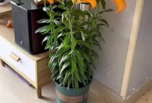 无阳光之下，培育百合花的方法（解决无阳光条件下种植百合花的秘诀）