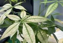 发财树烂枝子的修剪与护理方法（如何处理发财树出现的烂枝子，让其保持健康茂盛生长）