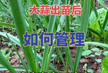 大蒜黄叶病的原因及治疗（探究大蒜黄叶病的成因及有效治疗方法）