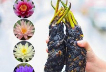 如何处理以水栽荷花烂根问题（保护荷花健康生长的关键方法）