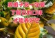 栀子花的施肥技巧（科学施肥，让栀子花更美丽）