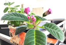 探讨大岩桐花长白斑的治疗方法（了解长白斑的成因与症状，寻找有效治疗手段）