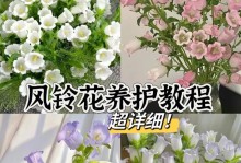 钟花樱的浇水养护时间（如何科学合理地给钟花樱浇水）