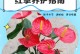 红掌花枝采收时肉穗花序变色的过程与原因（红掌花枝采收时肉穗花序变色的关键因素及其影响）