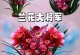 如何正确修剪香兰花盆栽（简单操作让香兰花盆栽更加健康美丽）