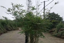 盆栽竹子的移芽技巧（学会如何正确地移芽盆栽竹子，让您的家居更加绿意盎然）