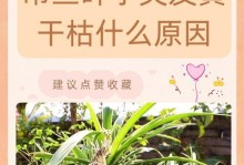 吊兰黄叶子的补救方法（教你有效解决吊兰黄叶子问题）