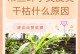 吊兰黄叶子的补救方法（教你有效解决吊兰黄叶子问题）