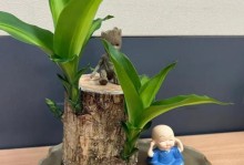 探究巴西木在土里生长的可能性（从栽种到管理，看巴西木在土里的成长与发展）