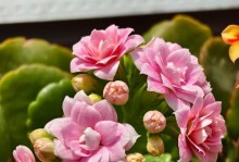 长寿花的五种颜色及含义（让长寿花为你传递五彩斑斓的情感）