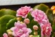长寿花的五种颜色及含义（让长寿花为你传递五彩斑斓的情感）
