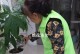 如何清洗绿萝叶子上的灰尘（简单有效的清洁方法让绿萝重焕生机）