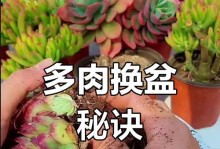 黄金草多肉换盆技巧大揭秘（打造健康美丽的黄金草多肉家庭）