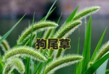 狗尾草并非低等植物（揭开狗尾草的真实面貌，一起了解这个优秀植物！）