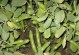 蚕豆种植全攻略（时间、方法、注意事项详解）