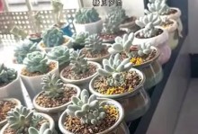 养护简便的低水需植物（打造无忧绿色空间，只需定期关注）