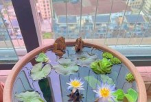 秋天常见花的浇水方法（秋天花的浇水要点，让花儿绽放更美）