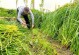 种植黑麦草春天是否可行？（春天黑麦草种植的优缺点分析）