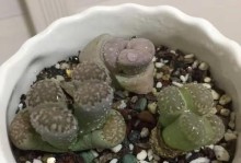 屁屁花的徒长及处理方法（如何应对屁屁花过长的问题）
