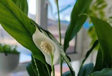 白掌叶子耷拉的原因及解决方法（保持白掌叶子的健康与美丽，从根源解决叶子耷拉问题）