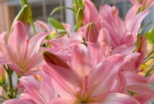 百合花的种植扦插技巧（种植百合花的步骤和注意事项）