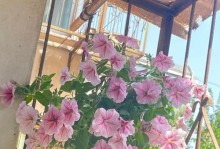 矮牵牛修剪方法（打造美丽的庭院花园）